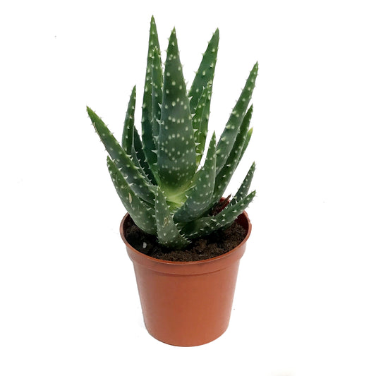 Succulent, 3.25in, Haworthia & Aloe Mix