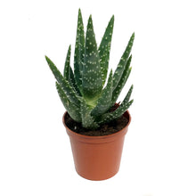 Load image into Gallery viewer, Succulent, 3.25in, Haworthia &amp; Aloe Mix
