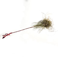 Tillandsia Argentea, Large