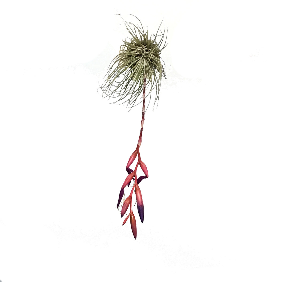 Tillandsia Argentea, Large