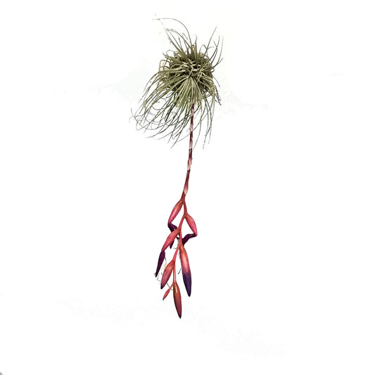 Tillandsia Argentea, Large