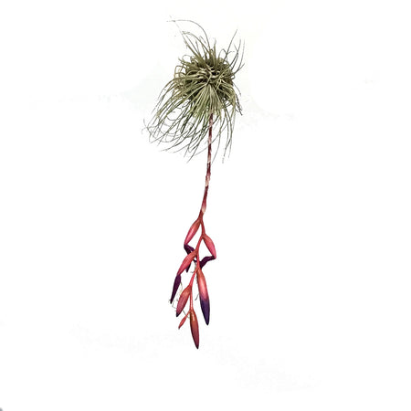 Tillandsia Argentea, Large
