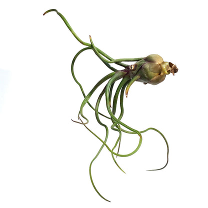 Tillandsia Bulbosa 5.5"