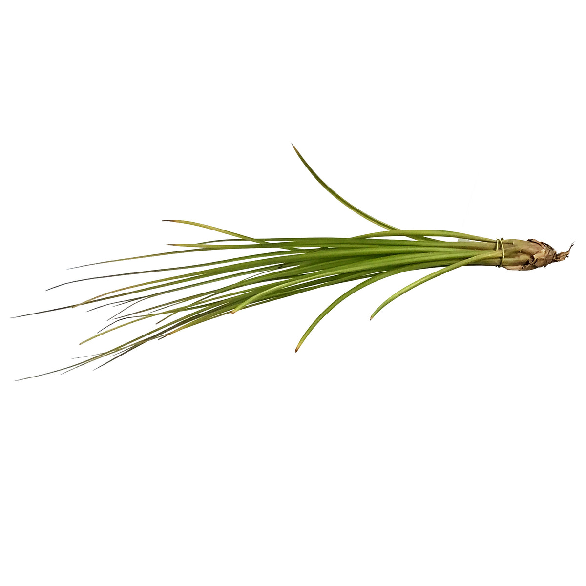 Tillandsia Festucoides, Large