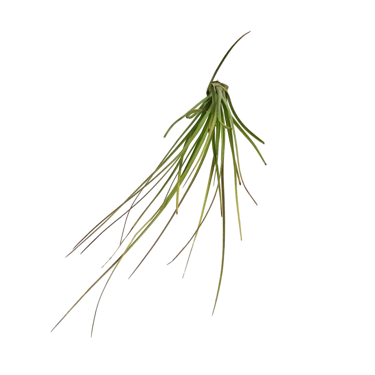Tillandsia Festucoides, Large