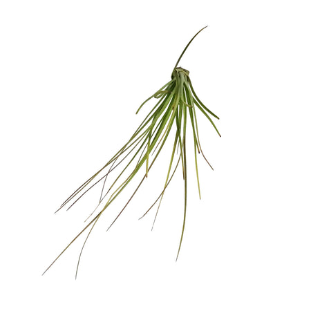 Tillandsia Festucoides, Large
