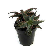 Load image into Gallery viewer, Aloe Vera, 9cm, Christmas Sleigh
