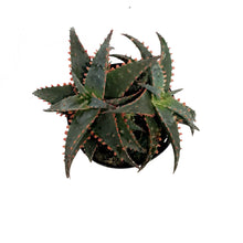 Load image into Gallery viewer, Aloe Vera, 9cm, Christmas Sleigh
