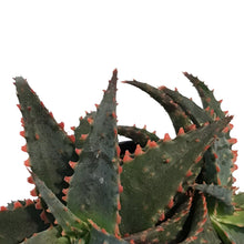 Load image into Gallery viewer, Aloe Vera, 9cm, Christmas Sleigh
