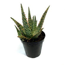 Load image into Gallery viewer, Aloe Vera, 9cm, Crimson Dragon
