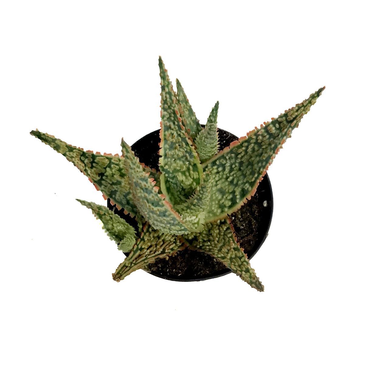 Aloe Vera, 9cm, Crimson Dragon