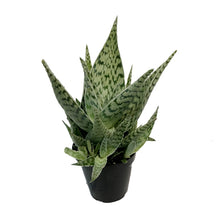 Load image into Gallery viewer, Aloe Vera, 9cm, Delta Dawn
