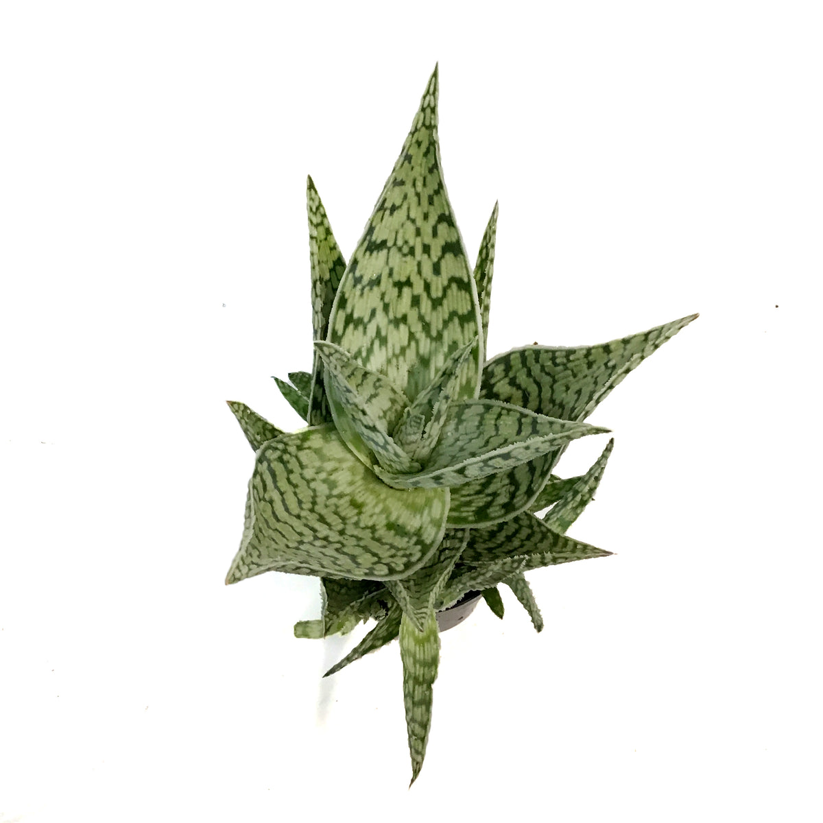 Aloe Vera, 9cm, Delta Dawn