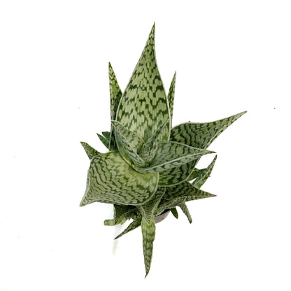 Aloe Vera, 9cm, Delta Dawn
