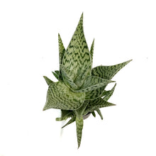 Load image into Gallery viewer, Aloe Vera, 9cm, Delta Dawn
