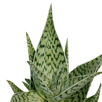 Aloe Vera, 9cm, Delta Dawn