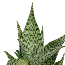 Load image into Gallery viewer, Aloe Vera, 9cm, Delta Dawn

