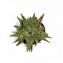 Load image into Gallery viewer, Aloe Vera, 9cm, Firecracker
