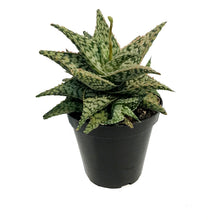 Load image into Gallery viewer, Aloe Vera, 9cm, Firecracker

