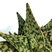 Load image into Gallery viewer, Aloe Vera, 9cm, Firecracker
