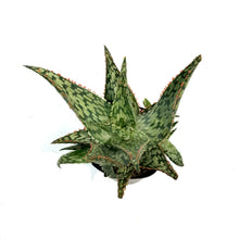 Load image into Gallery viewer, Aloe Vera, 9cm, Mauna Kea
