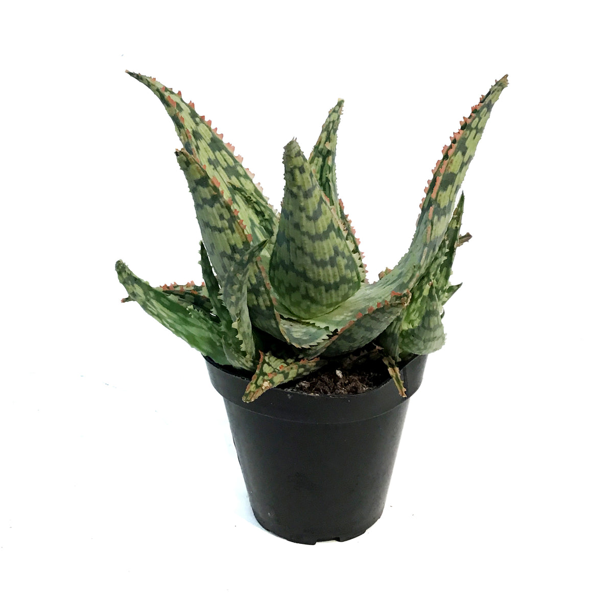 Aloe Vera, 9cm, Mauna Kea