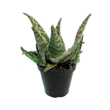 Load image into Gallery viewer, Aloe Vera, 9cm, Mauna Kea
