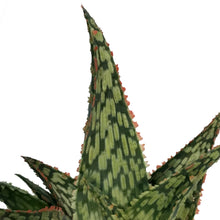 Load image into Gallery viewer, Aloe Vera, 9cm, Mauna Kea
