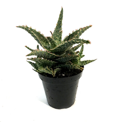 Aloe Vera, 9cm, Oik