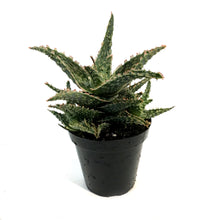 Load image into Gallery viewer, Aloe Vera, 9cm, Oik
