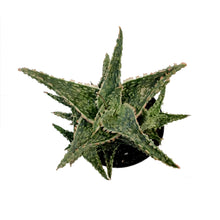Load image into Gallery viewer, Aloe Vera, 9cm, Oik
