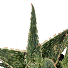 Load image into Gallery viewer, Aloe Vera, 9cm, Oik
