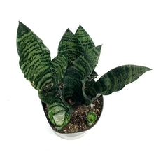 Load image into Gallery viewer, Sansevieria, 6in, Futura Robusta
