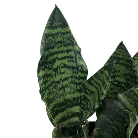 Sansevieria, 6in, Futura Robusta