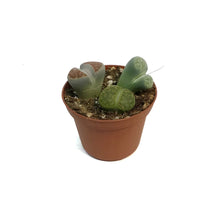 Load image into Gallery viewer, Succulent, 3in, Lithops Living Stone
