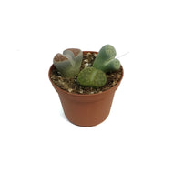 Succulent, 3in, Lithops Living Stone