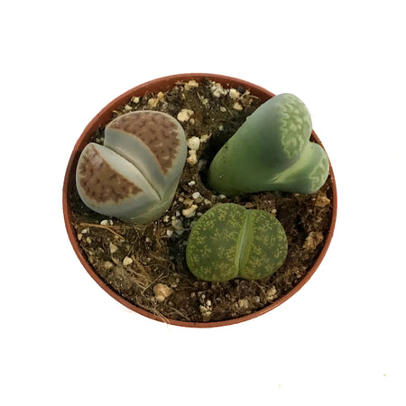Succulent, 3in, Lithops Living Stone
