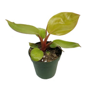 Philodendron, 4in, Mars