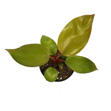 Load image into Gallery viewer, Philodendron, 4in, Mars

