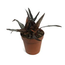 Load image into Gallery viewer, Pilea, 4in, Hitchcockii
