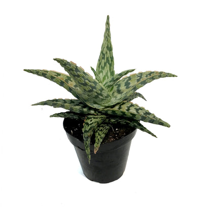 Aloe Vera, 9cm, Sidewinder