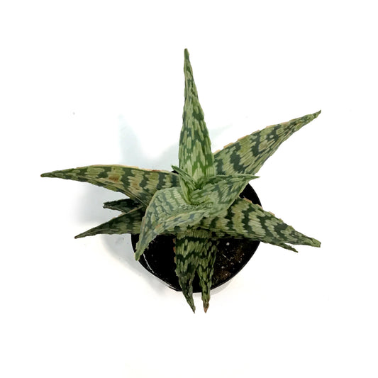 Aloe Vera, 9cm, Sidewinder