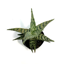 Load image into Gallery viewer, Aloe Vera, 9cm, Sidewinder
