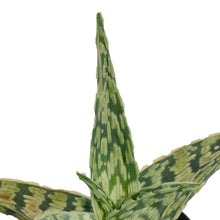 Load image into Gallery viewer, Aloe Vera, 9cm, Sidewinder
