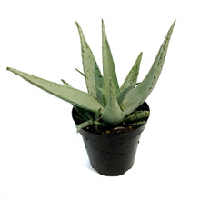 Load image into Gallery viewer, Aloe Vera, 9cm, Snow Drift
