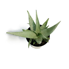 Load image into Gallery viewer, Aloe Vera, 9cm, Snow Drift
