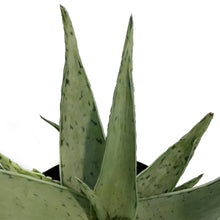 Load image into Gallery viewer, Aloe Vera, 9cm, Snow Drift
