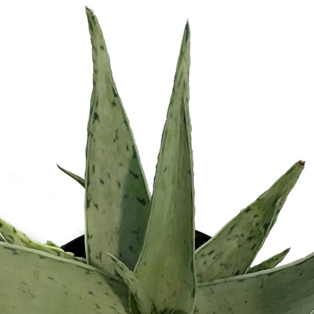 Aloe Vera, 9cm, Snow Drift
