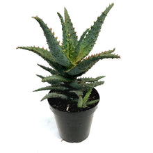 Load image into Gallery viewer, Aloe Vera, 9cm, Conifera
