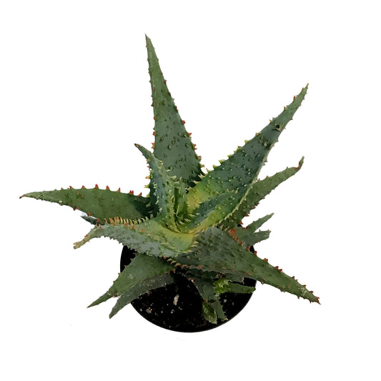 Aloe Vera, 9cm, Conifera